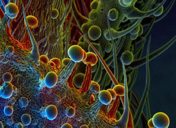 Fleur de marijuana au microscope électronique