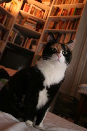 coton le chat canon 350D speedlite 580 ex II