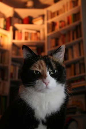 coton le chat canon 350D speedlite 580 ex II