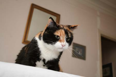 coton le chat canon 350D speedlite 580 ex II